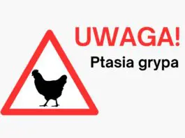 Uwaga, ognisko ptasiej grypy na terenie gminy Ozorków!!!  Powiatowy Lekarz Weter...